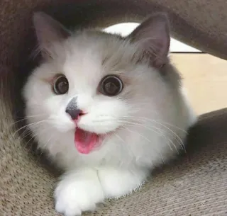 😍 kucing, binatang, hewan peliharaan, lucu, anak kucing, kucing domestik telegram sticker