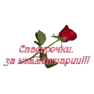 📝 Спасибочки, за комментарии!!! flower, rose, thank you, comments, russian, gratitude telegram sticker