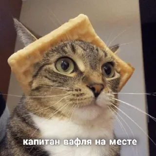 Блинби telegram stickers