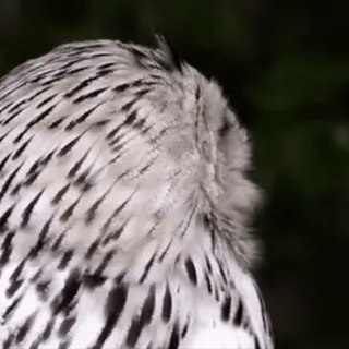 🦉 cú mèo, chim, động vật hoang dã, thiên nhiên telegram sticker