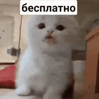 🆓 бесплатно chat, chaton, gratuit, russe, animal, mème whatsapp sticker