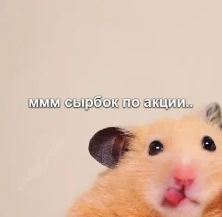 🤤 ммм сырбок по акции.. hámster, lindo, animal, meme whatsapp sticker