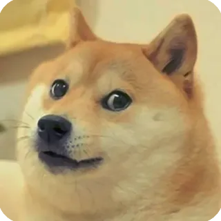 🙂 Doge dog, meme, shiba inu, animal, cute telegram sticker