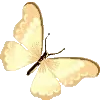 🦋