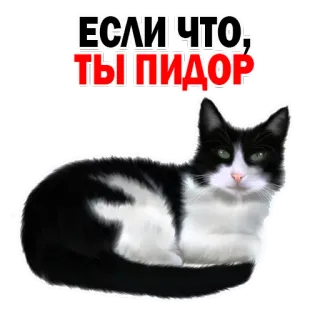😝 ЕСЛИ ЧТО, ТЫ ПИДОР gato, ofensivo, insulto, russo whatsapp sticker