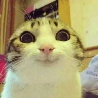 🙂 кот, животное, домашнее животное, млекопитающее, домашний кот, милый, смешной telegram sticker