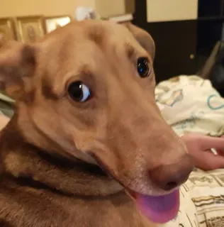 🤨 perro, animal, mascota, retrato, lindo telegram sticker
