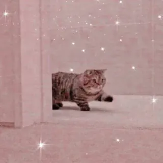 🐱 Katze, Tier, Haustier, süß telegram sticker