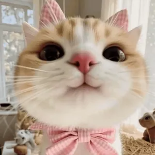☺️ Katze, Kätzchen, Tier, süß, Haustier, Haustier, Säugetier, Katzenartig telegram sticker