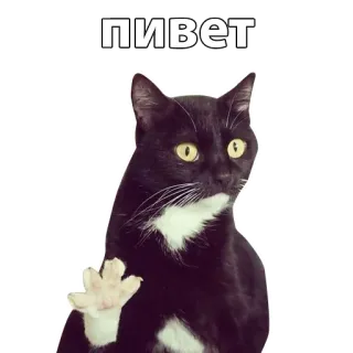 🙋 ПИВЕТ cat, russian, greeting, funny, animal, meme whatsapp sticker