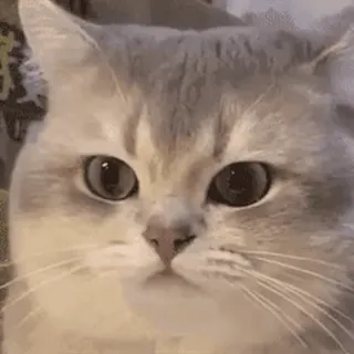 🐱 chat, animal, mignon, animal de compagnie, mammifère, chaton whatsapp sticker