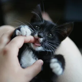 🙂 kucing, anak kucing, hewan peliharaan, binatang, ceria, imut, hitam putih telegram sticker