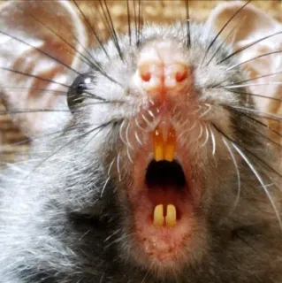 😱 ネズミ, げっ歯類, 動物, 哺乳類, 歯, クローズアップ telegram sticker