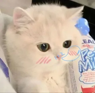 😪 Pet Milk cat, kitten, pet, milk, cute, animal, fluffy telegram sticker
