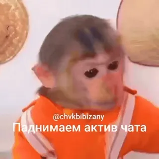 🐵 Поднимаем актив чата mono, meme, animal, chat whatsapp sticker