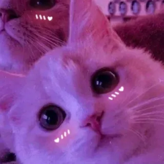 💖 gatto, carino, animale domestico, animale, kawaii, adesivo, gattino telegram sticker