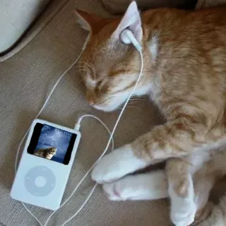 🎧 chat, iPod, musique, écouteurs, dormir, tigré roux, animal de compagnie whatsapp sticker