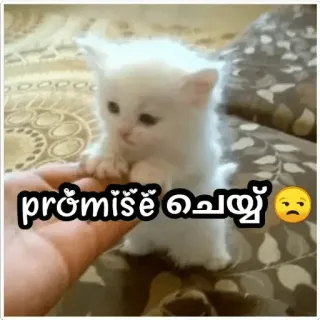 😂 prómǐše čěyy cat, kitten, promise, cute telegram sticker