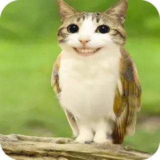 😁 cat-owl hybrid whatsapp sticker