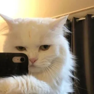 😎 Katze, Selfie, Weiße Katze, Haustier, Tier, Handy telegram sticker