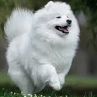 ❤️ Hund, Samojede, Tier, Weiß, Welpe, süß telegram sticker