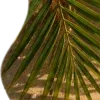 🥥