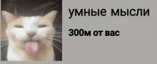 😭 умные мысли 300м от вас 猫, 搞笑, 表情包, 动物, 俄文, 吐舌头 whatsapp sticker
