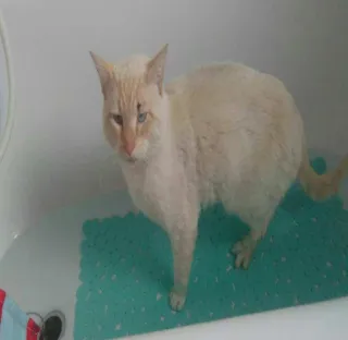 🐱 chat, animal de compagnie, animal, félin, bain, salle de bain, animal domestique telegram sticker