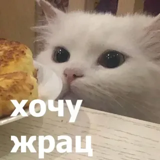 🥥 хочу жрац telegram sticker