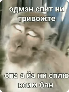 🌟 одмен спит ни тривожте
опа а йа ни сплю
всим бан scimmia, dormire, meme, divertente, russo, animale whatsapp sticker
