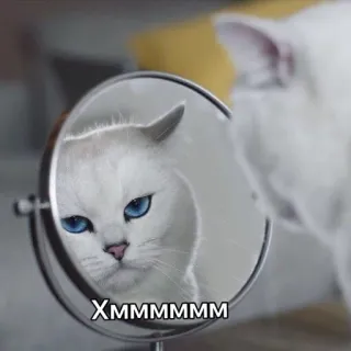😒 XMMMMMMM 猫, 鏡, 白猫, 可愛い, ミーム, 考えている telegram sticker