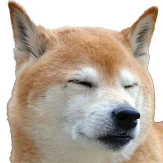 😶 dog, shiba inu, meme, funny, doge telegram sticker