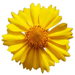 🌻 цветок, желтый цветок, природа, цветы, растение telegram sticker