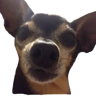 😠 dog, chihuahua, pet, animal, cute, portrait telegram sticker