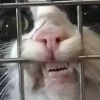 😨 Katze, Tier, Haustier, Käfig, lustig, Meme telegram sticker