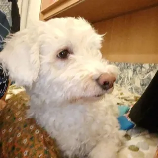 😳 cão, cachorro, branco, fofo, animal, animal de estimação, pequeno telegram sticker