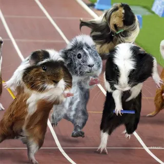 🏃 guinea pigs, race, competition, animals, rodents, running, sports telegram sticker