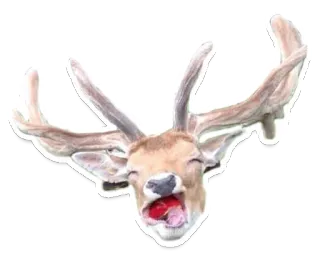 Sexy Animals telegram stickers