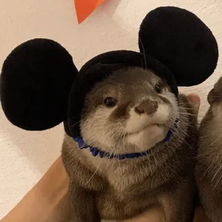 🐭 loutre, animal, mammifère, mignon, disney, mickey telegram sticker