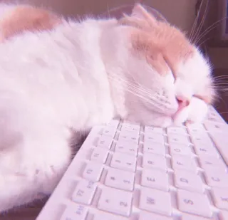 ❤ gato, durmiendo, teclado, lindo, mascota, animal whatsapp sticker