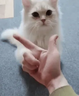 🥟 gato, dedo do meio, gesto ofensivo, meme, engraçado whatsapp sticker