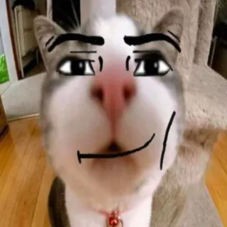 😄 chat, drôle, mème, animal de compagnie, animal telegram sticker