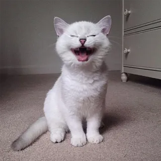 🤣 gato, gatinho, feliz, animal, fofo telegram sticker