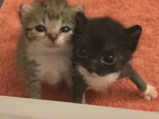 😼 mèo con, mèo, động vật, dễ thương, thú cưng telegram sticker
