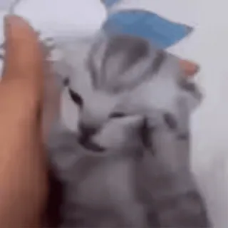 🍀 고양이, 새끼 고양이, 동물, 귀여운, 애완 동물 telegram sticker