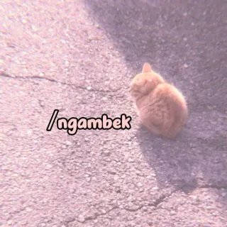 🐈 ngambek cat, cute, orange, meme, pet, animal, funny whatsapp sticker