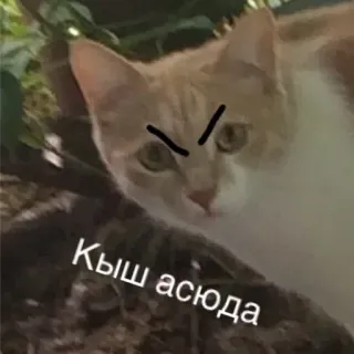 👊 Кыш асуда gatto, arrabbiato, divertente, meme telegram sticker