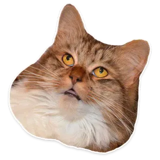 🐱 gato, animal, mascota, mamífero, lindo, doméstico, felino telegram sticker