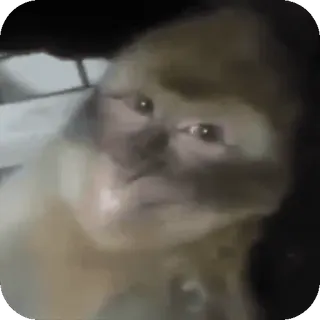 😁 monkey, ape, animal, primate, wildlife telegram sticker