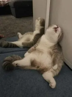 😴 猫, 動物, 睡眠, 疲れた, ペット, ペット telegram sticker